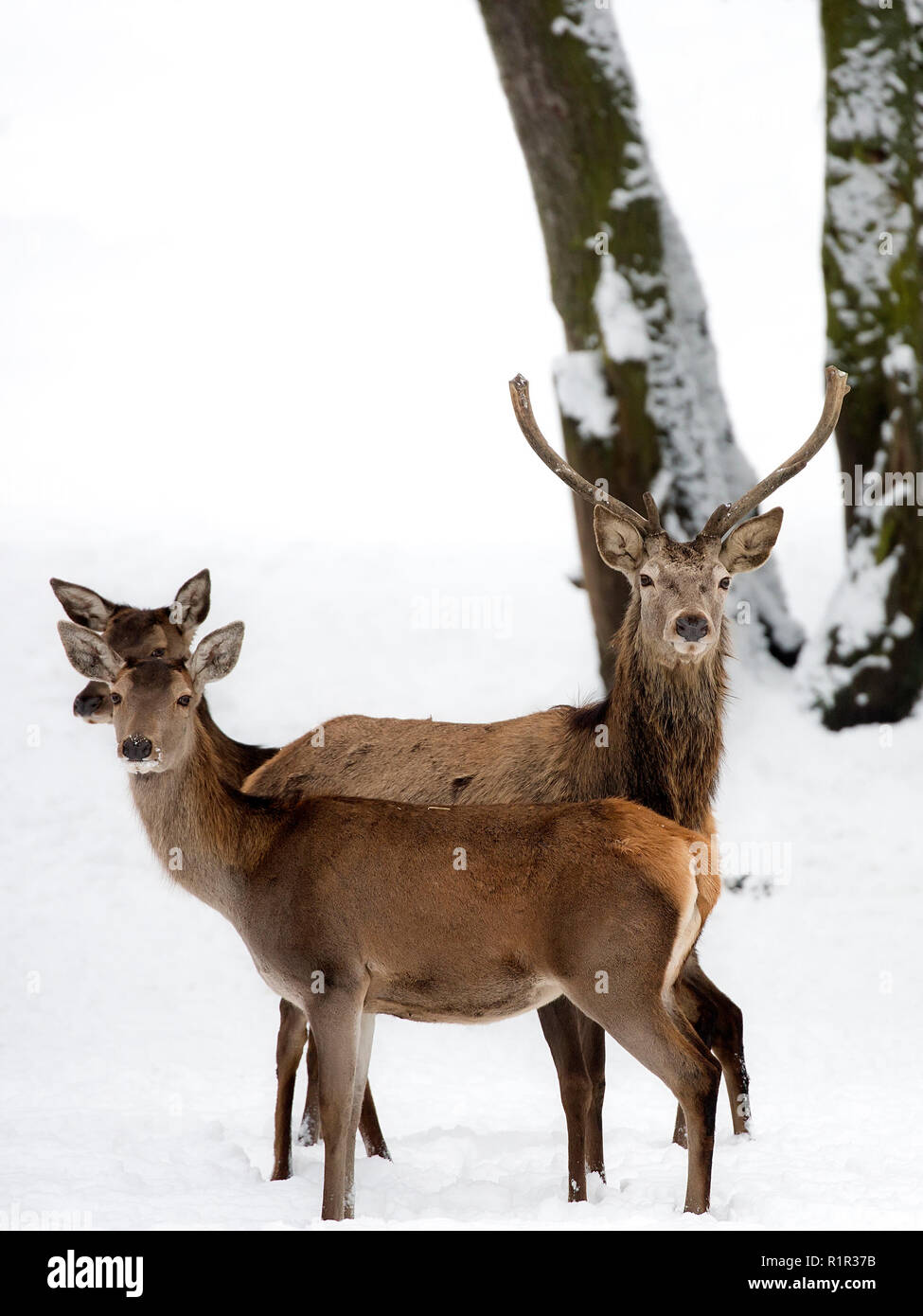 Red deer with family in winter Stock Photo