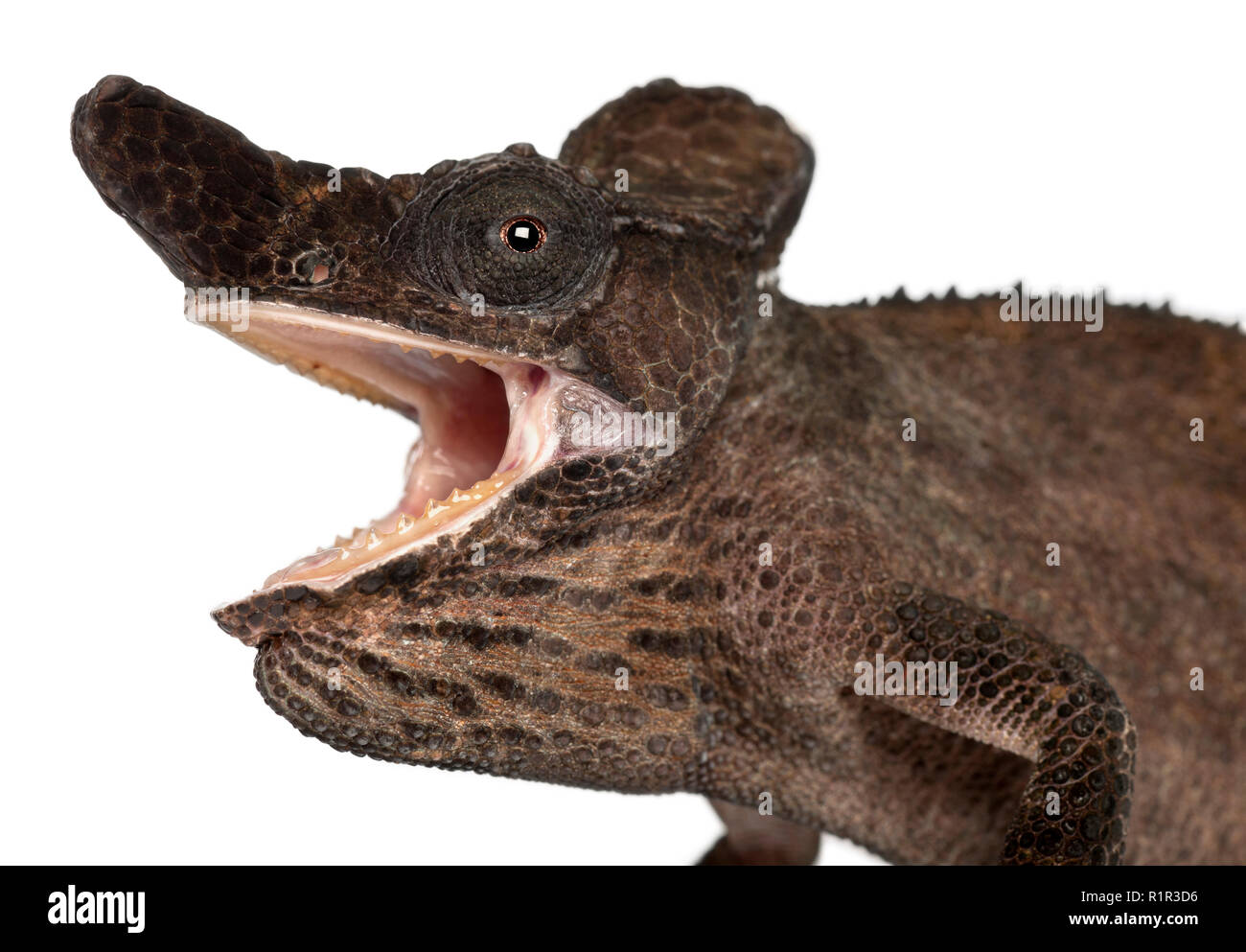Close-up of Strange-nosed Chameleon, Kinyongia xenorhina, in front of white background Stock Photo