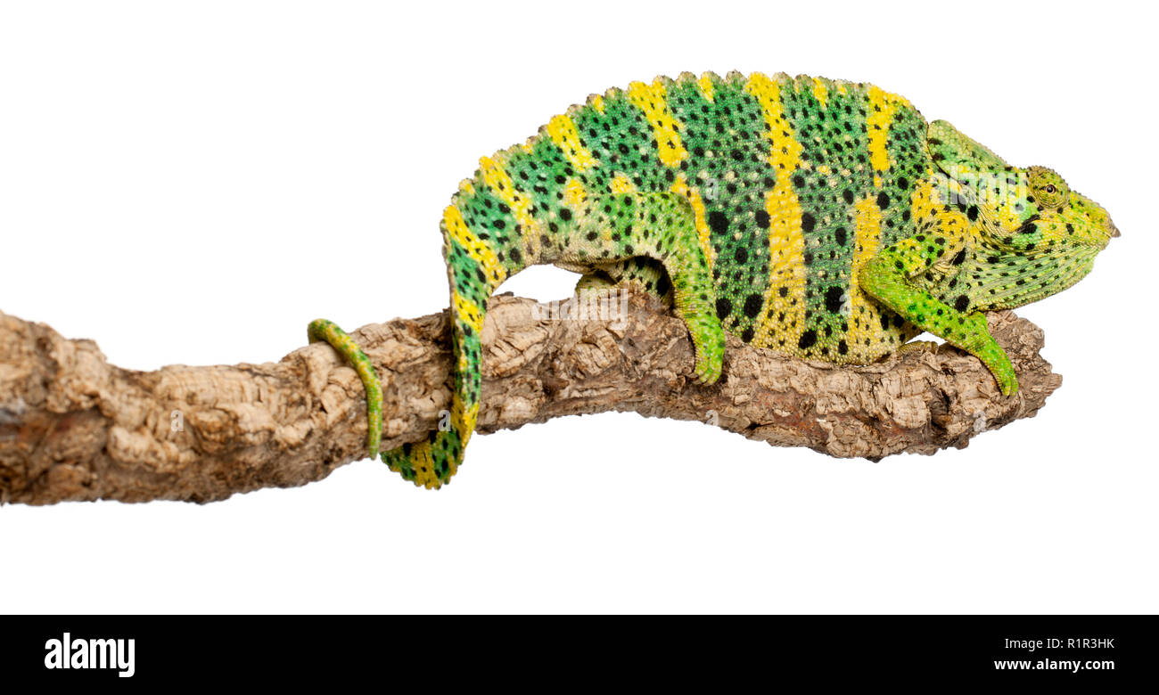 Meller's Chameleon, Giant One-horned Chameleon, Chamaeleo melleri, perched on branch in front of white background Stock Photo