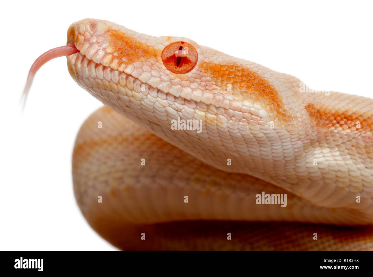 Albino boa constrictor hi-res stock photography and images - Alamy