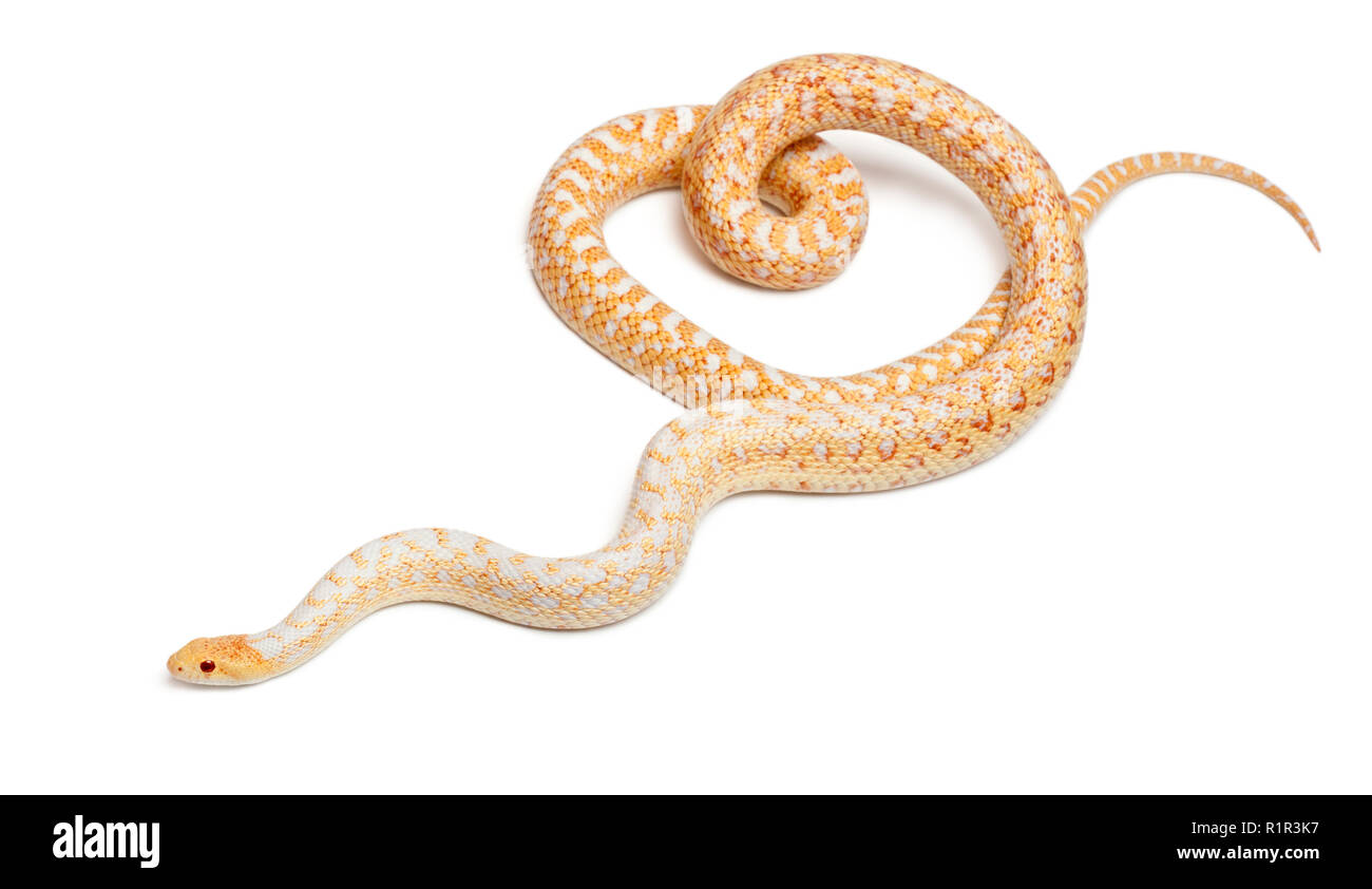 Albinos Pacific gopher snake or coast gopher snake, pituophis catenifer annectans applegate, in front of white background Stock Photo