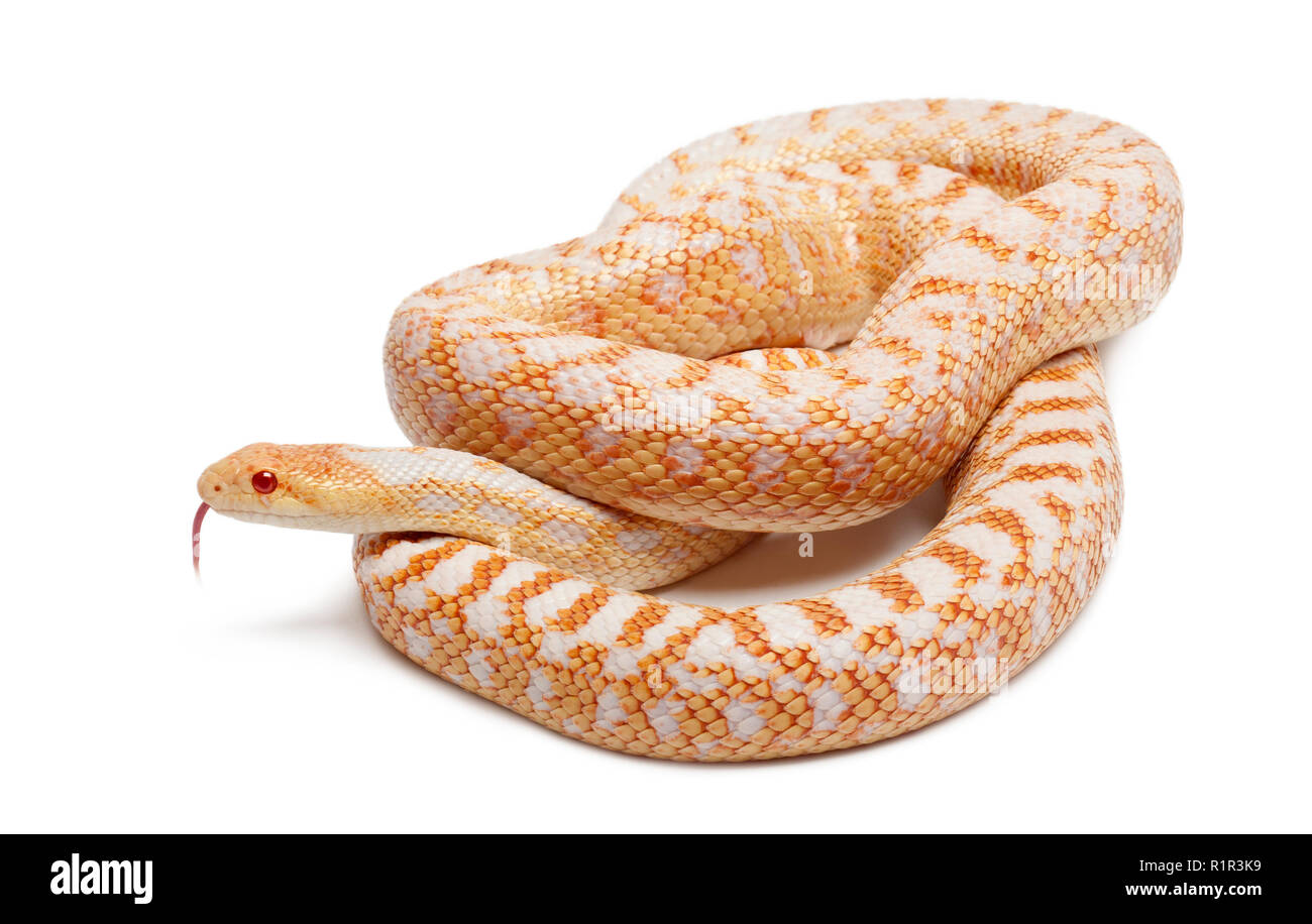 Albinos Pacific gopher snake or coast gopher snake, pituophis catenifer annectans applegate, in front of white background Stock Photo