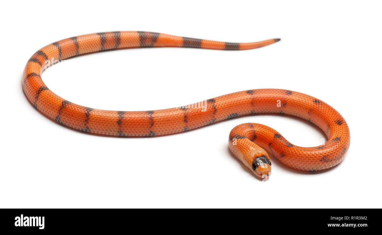 Tricolor Reverse Honduran milk snake, Lampropeltis triangulum