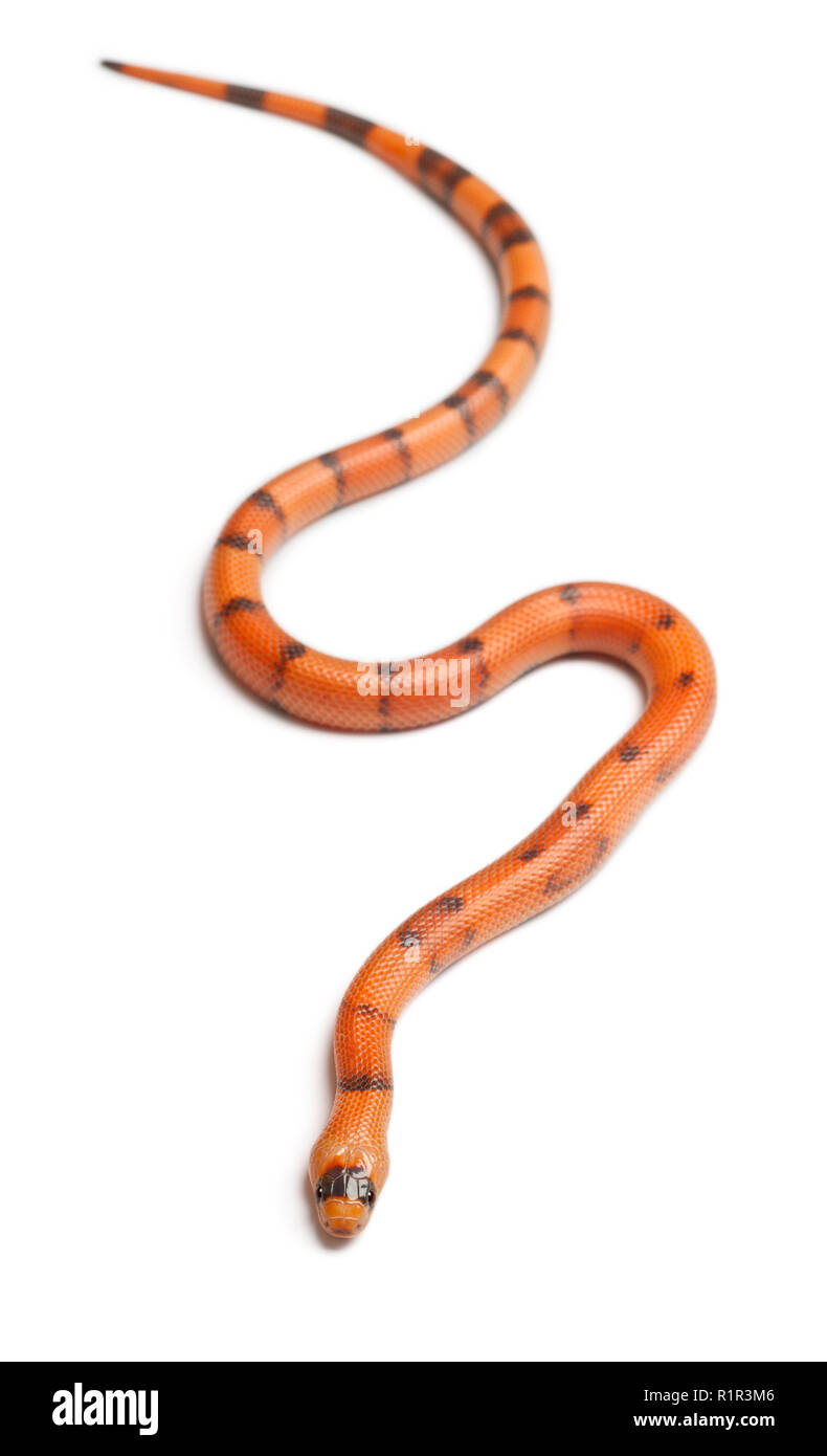 Tricolor Reverse Honduran milk snake, Lampropeltis triangulum