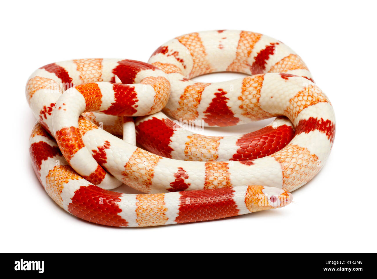 Albinos Honduran milk snake, Lampropeltis triangulum hondurensis, in front of white background Stock Photo