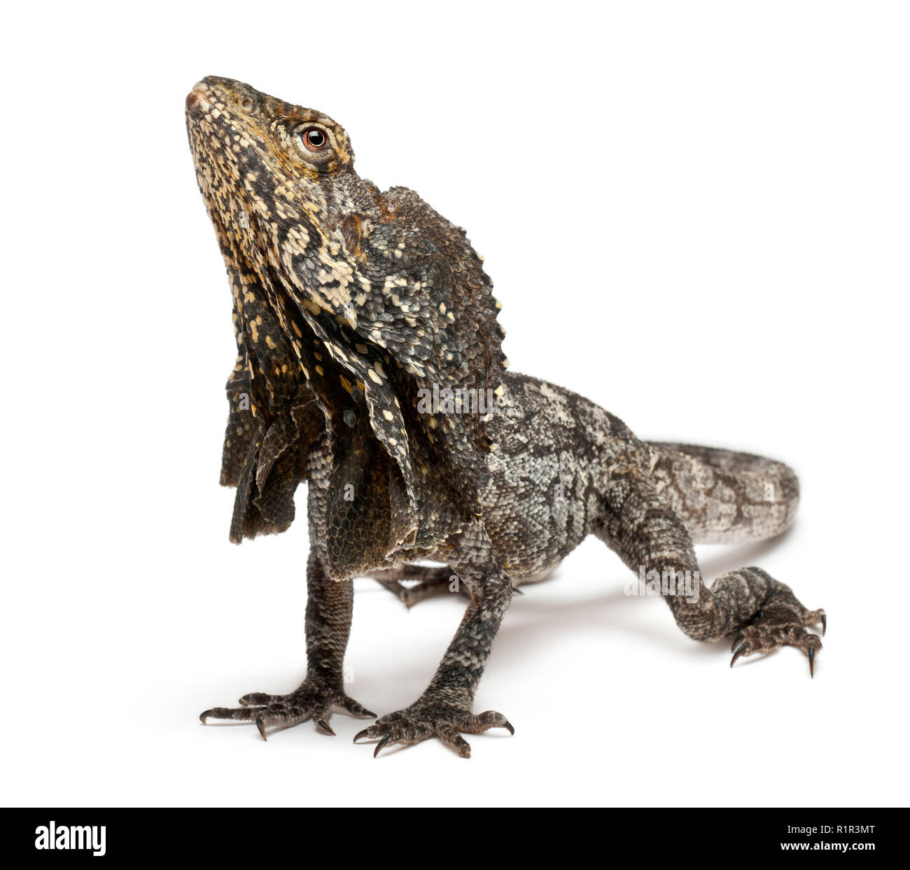 Frill-necked lizard also known as the frilled lizard, Chlamydosaurus kingii, in front of white background Stock Photo