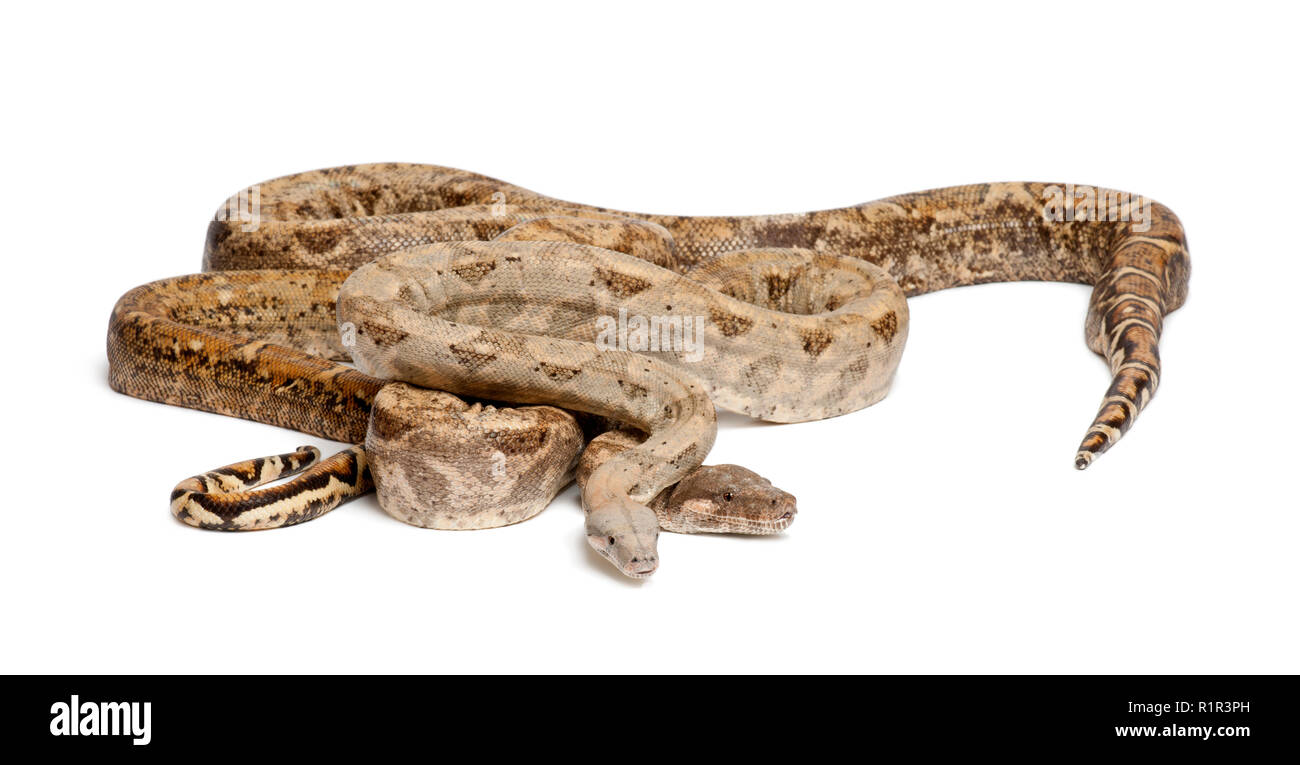 Black and white Boa pair stock photo. Image of gene - 222485658