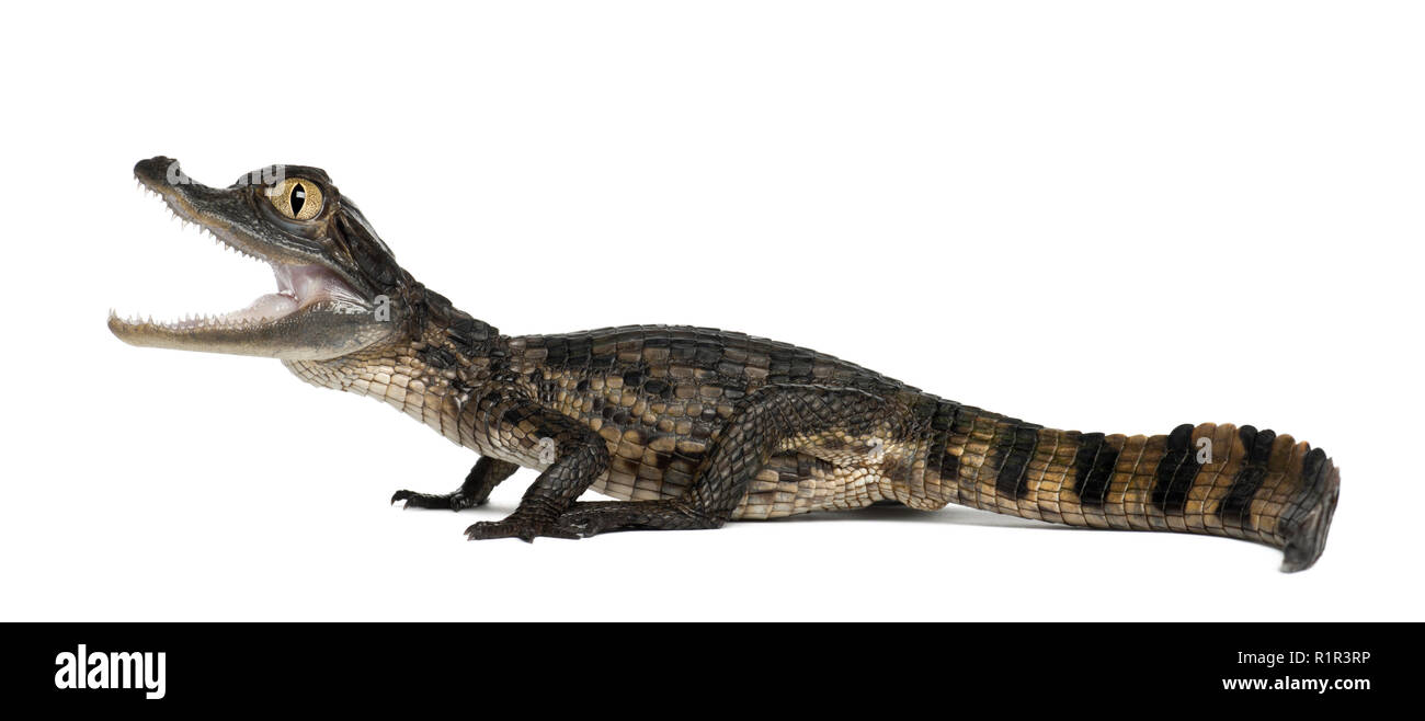 Spectacled Caiman, Caiman crocodilus, also known as a the White Caiman or Common Caiman, 2 months old, against white background Stock Photo