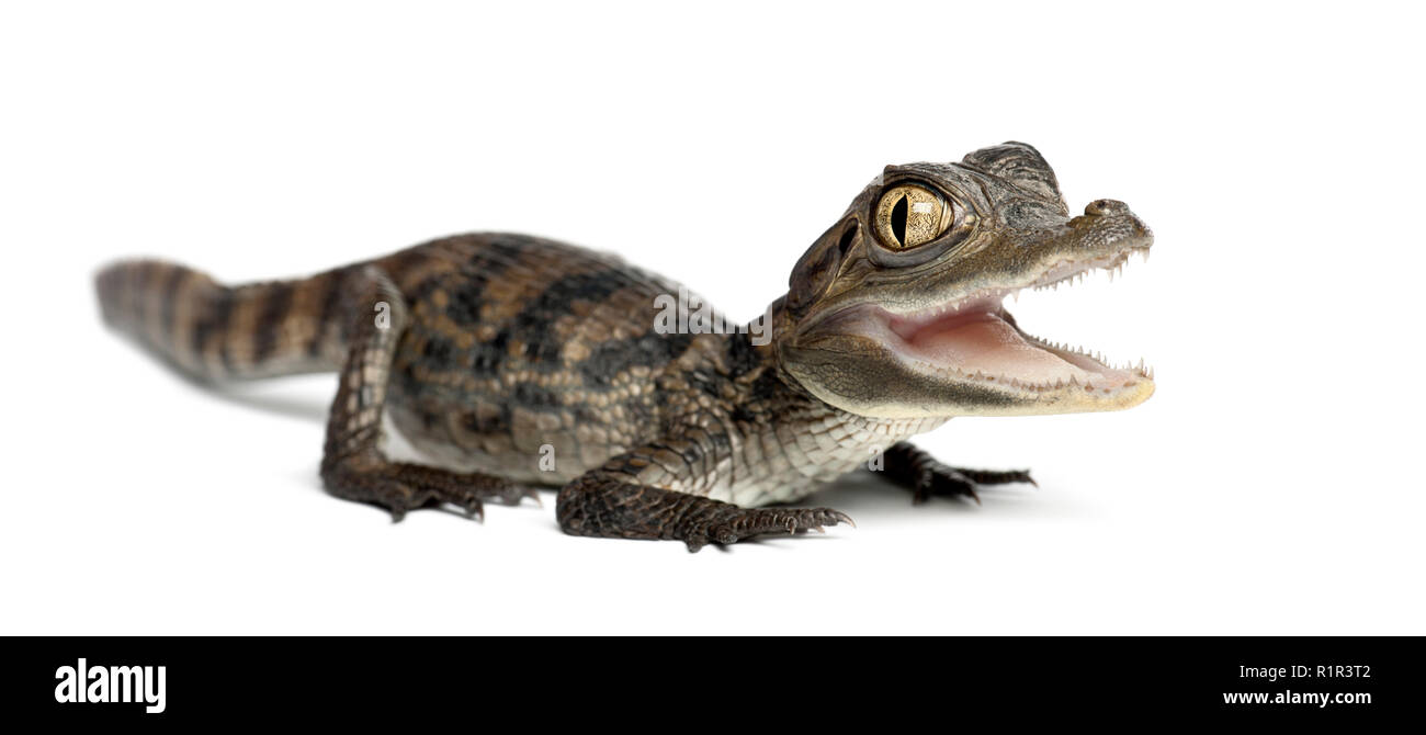 Spectacled Caiman, Caiman crocodilus, also known as a the White Caiman or Common Caiman, 2 months old, portrait against white background Stock Photo