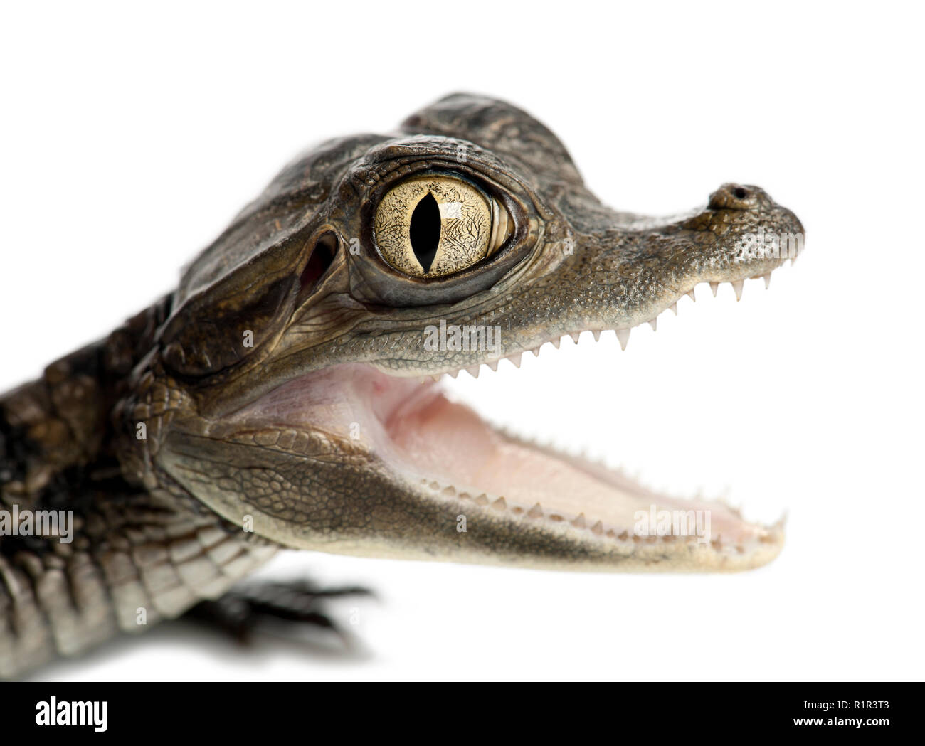 Spectacled Caiman, Caiman crocodilus, also known as a the White Caiman or Common Caiman, 2 months old, portrait and close up against white background Stock Photo