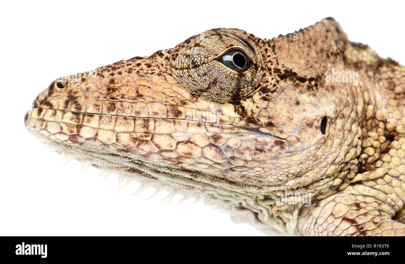 Oriente Bearded Anole or Anolis porcus, Chamaeleolis porcus, Polychrus ...