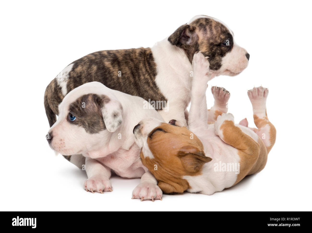 American Staffordshire Terrier Puppies playing, 6 weeks old, against white background Stock Photo