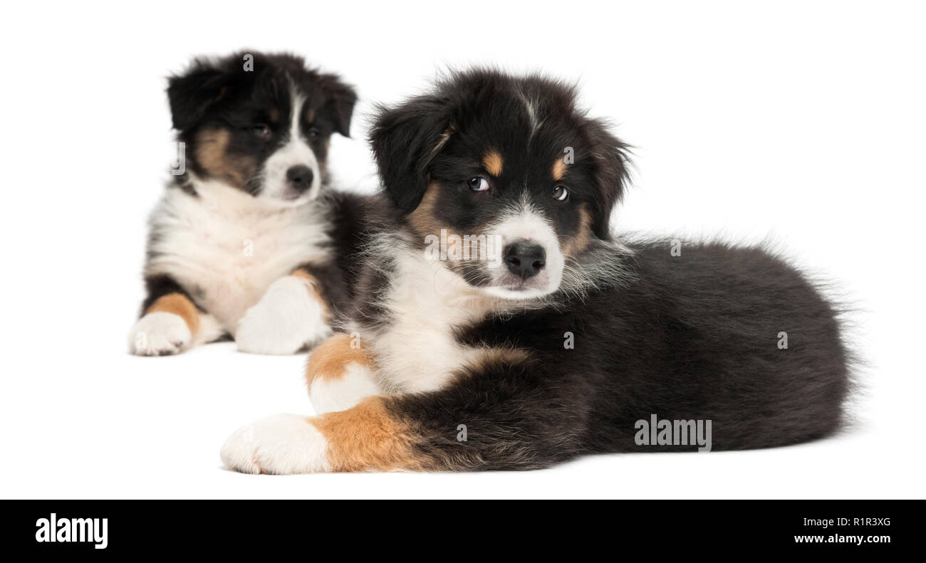 Two Australian Shepherd puppies, 2 months old, lying, focus on foreground against white background Stock Photo