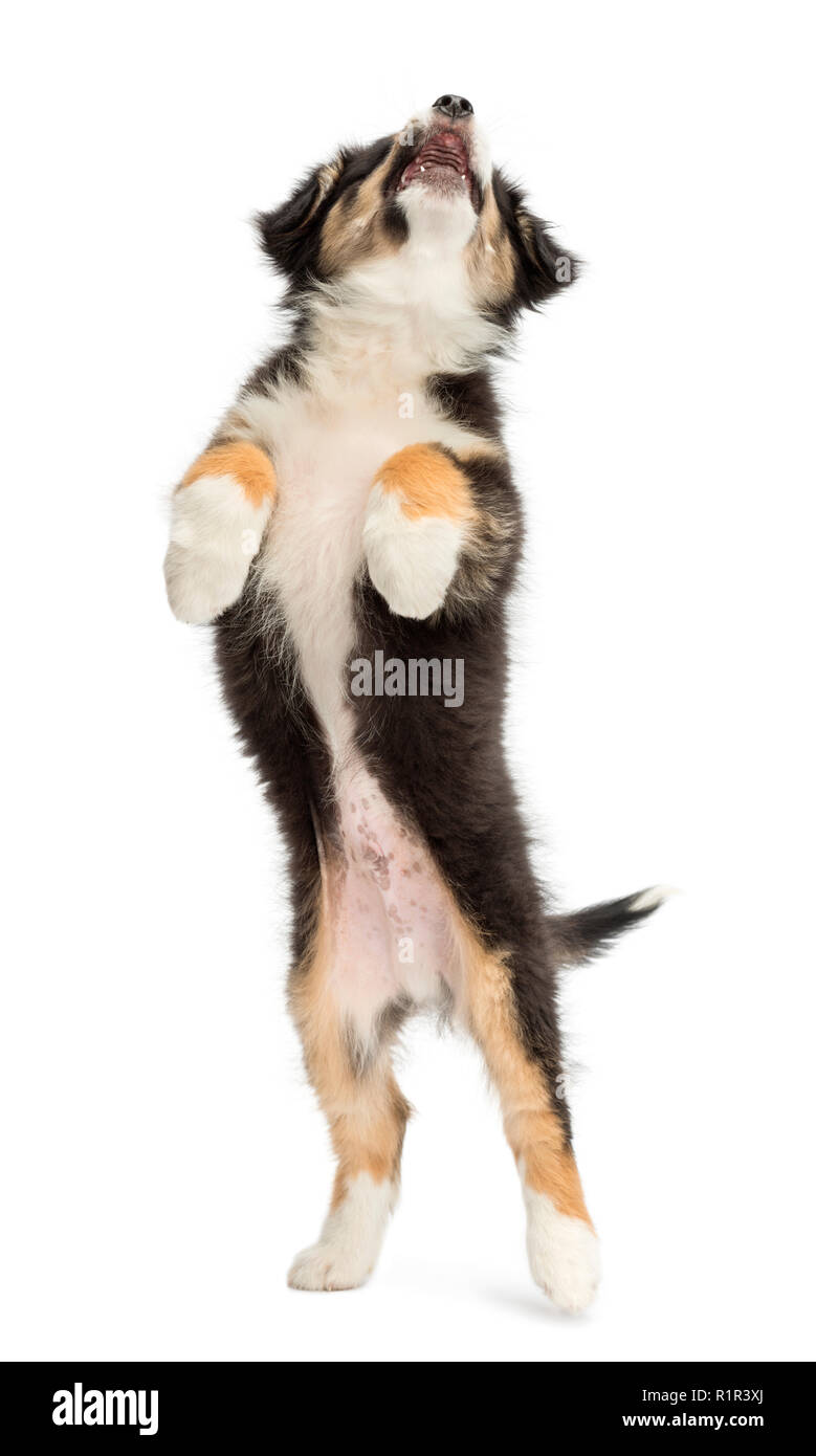 Australian Shepherd puppy, 2 months old, leaping and reaching against white background Stock Photo