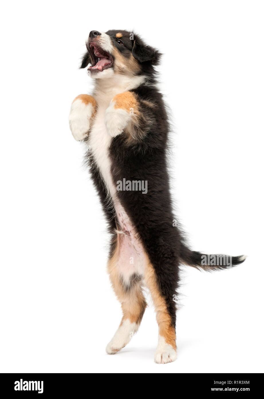 Australian Shepherd puppy, 2 months old, standing on its hind legs against white background Stock Photo