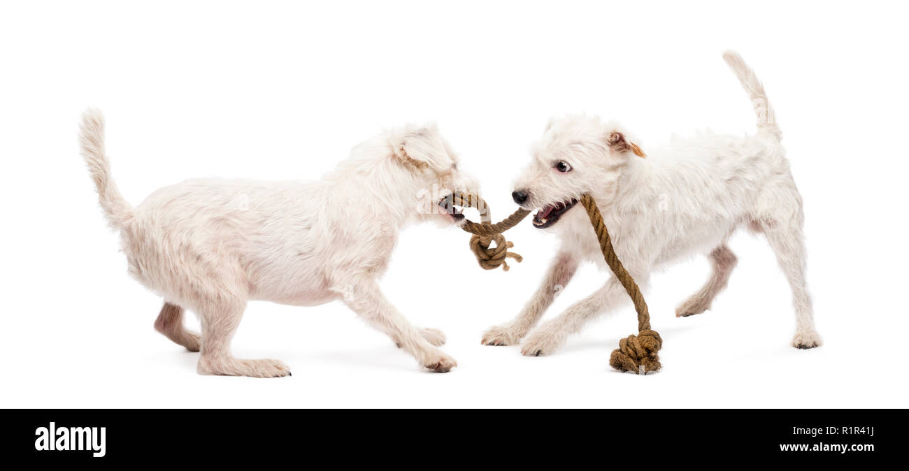 Parson Russell terriers playing with a rope against white background Stock Photo