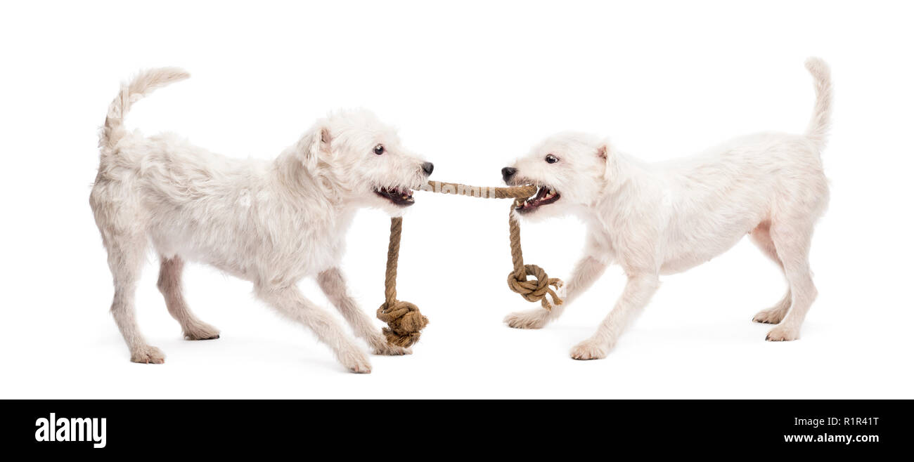 Parson Russell terriers playing with a rope against white background Stock Photo