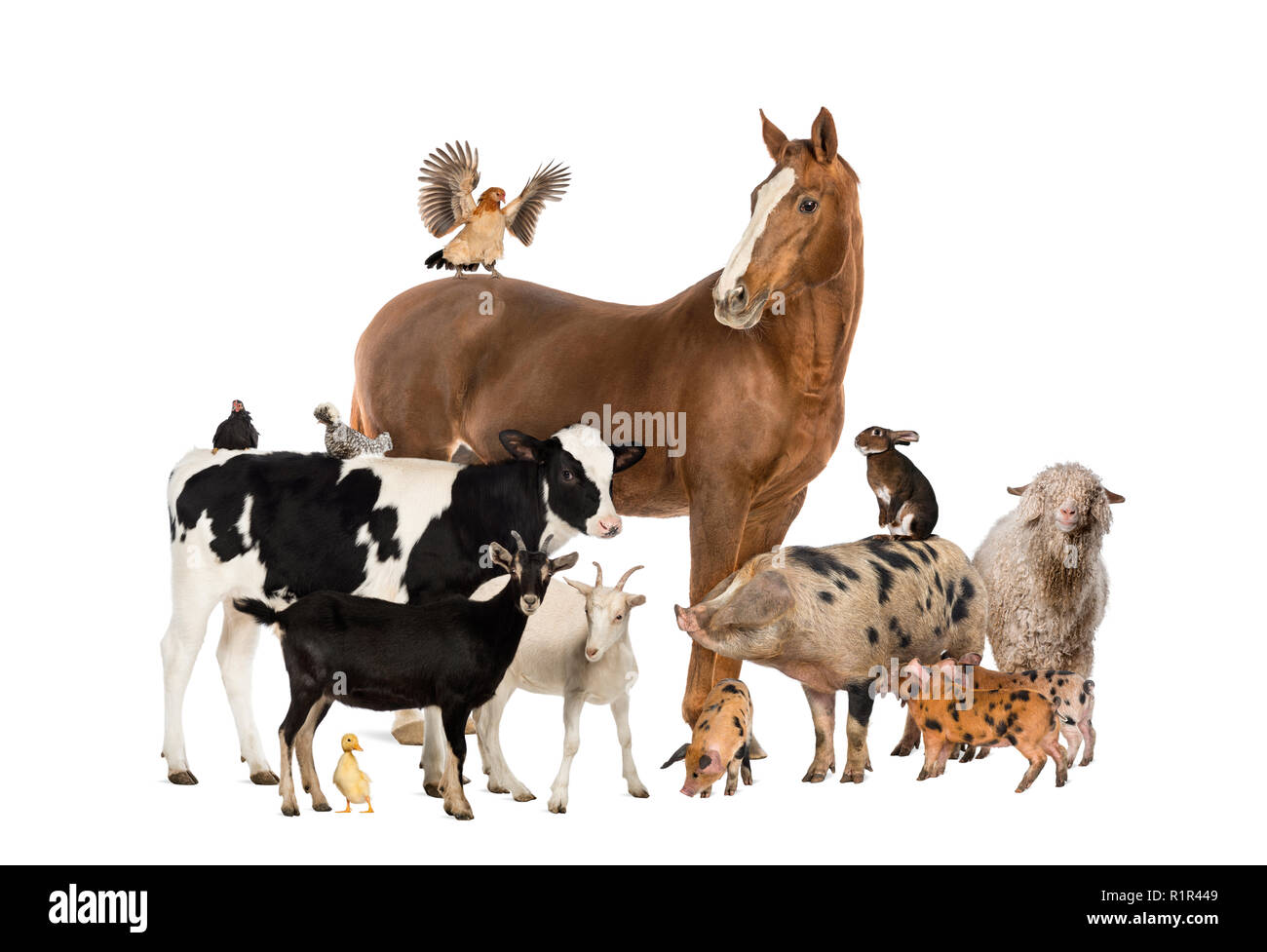 Group of farm animals Stock Photo - Alamy
