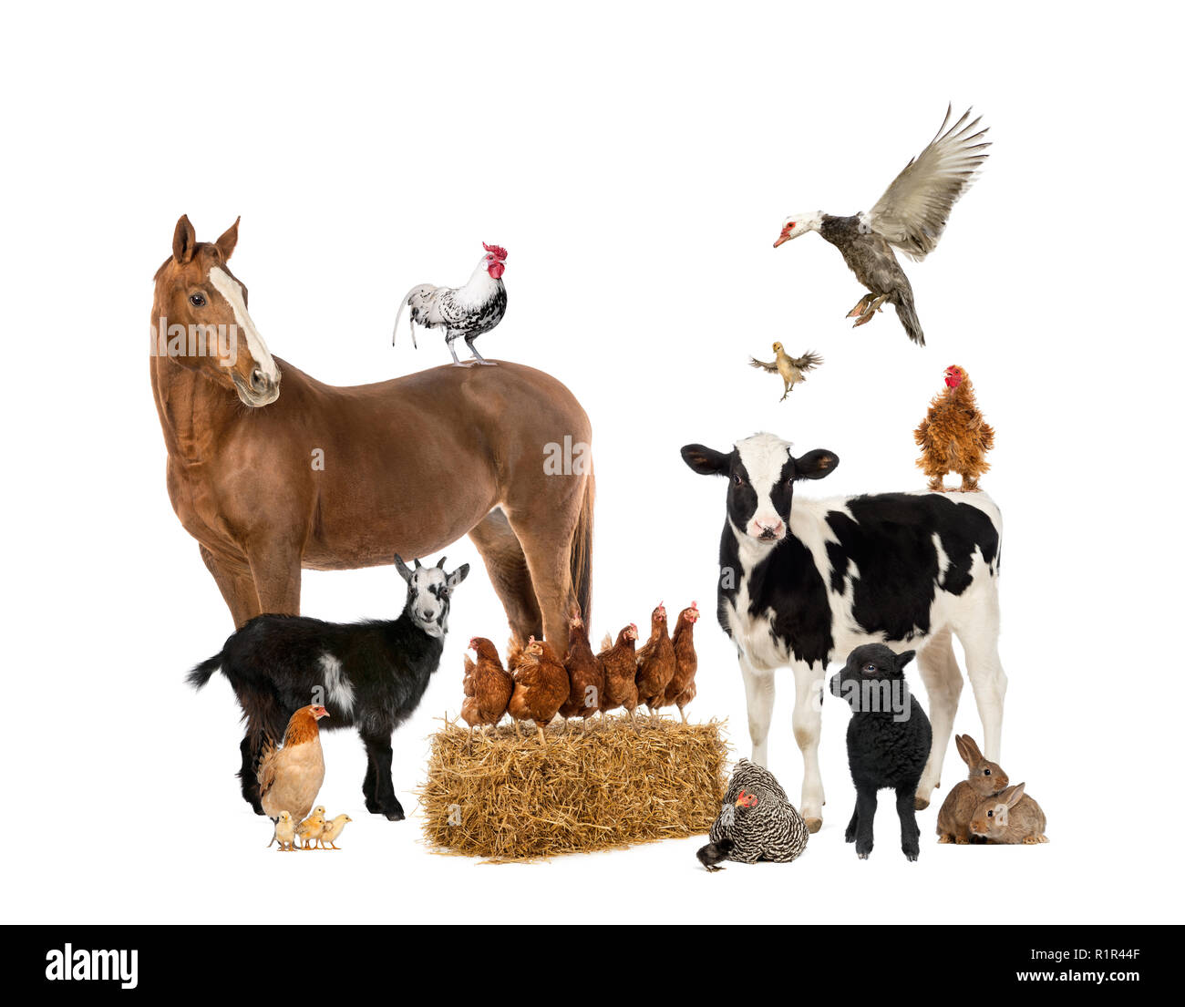 Group of farm animals Stock Photo - Alamy Group of farm animals Stock Photo - Alamy