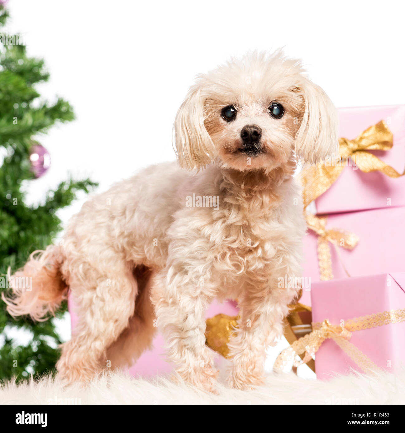 Maltese standing in front of Christmas decorations against white