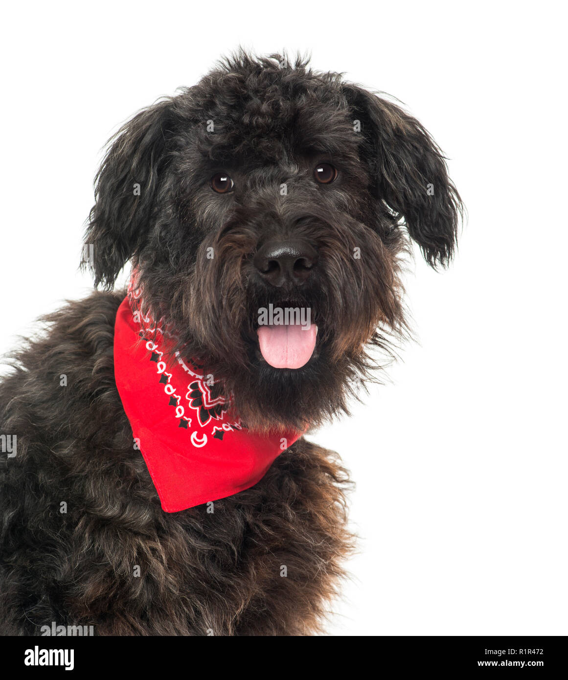 Close up of a Bouvier des Flandres, panting, with read bandana , isolated on white Stock Photo