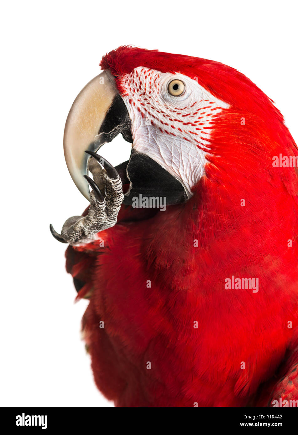 Parrot cleaning hi-res stock photography and images - Alamy - Natural Cleaning Products For Macaw Cages