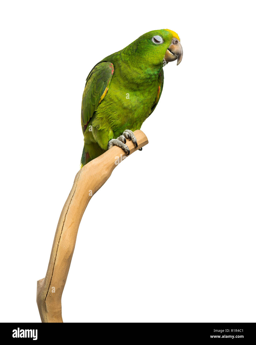 Panama Yellow-headed Amazon (5 months old) perched on a branch, isolated on white Stock Photo