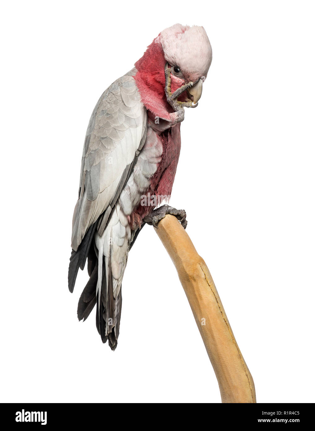 Rose-breasted Cockatoo (2 years old) perched on a branch, isolated on white Stock Photo