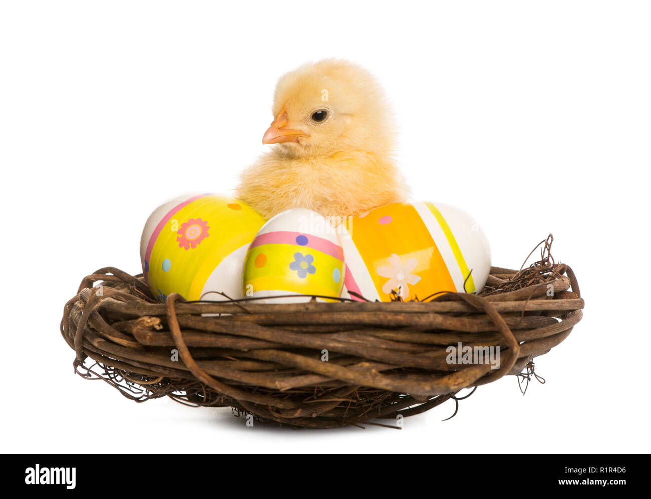 Chick (8 days old) standing in a nest with Easter eggs Stock Photo