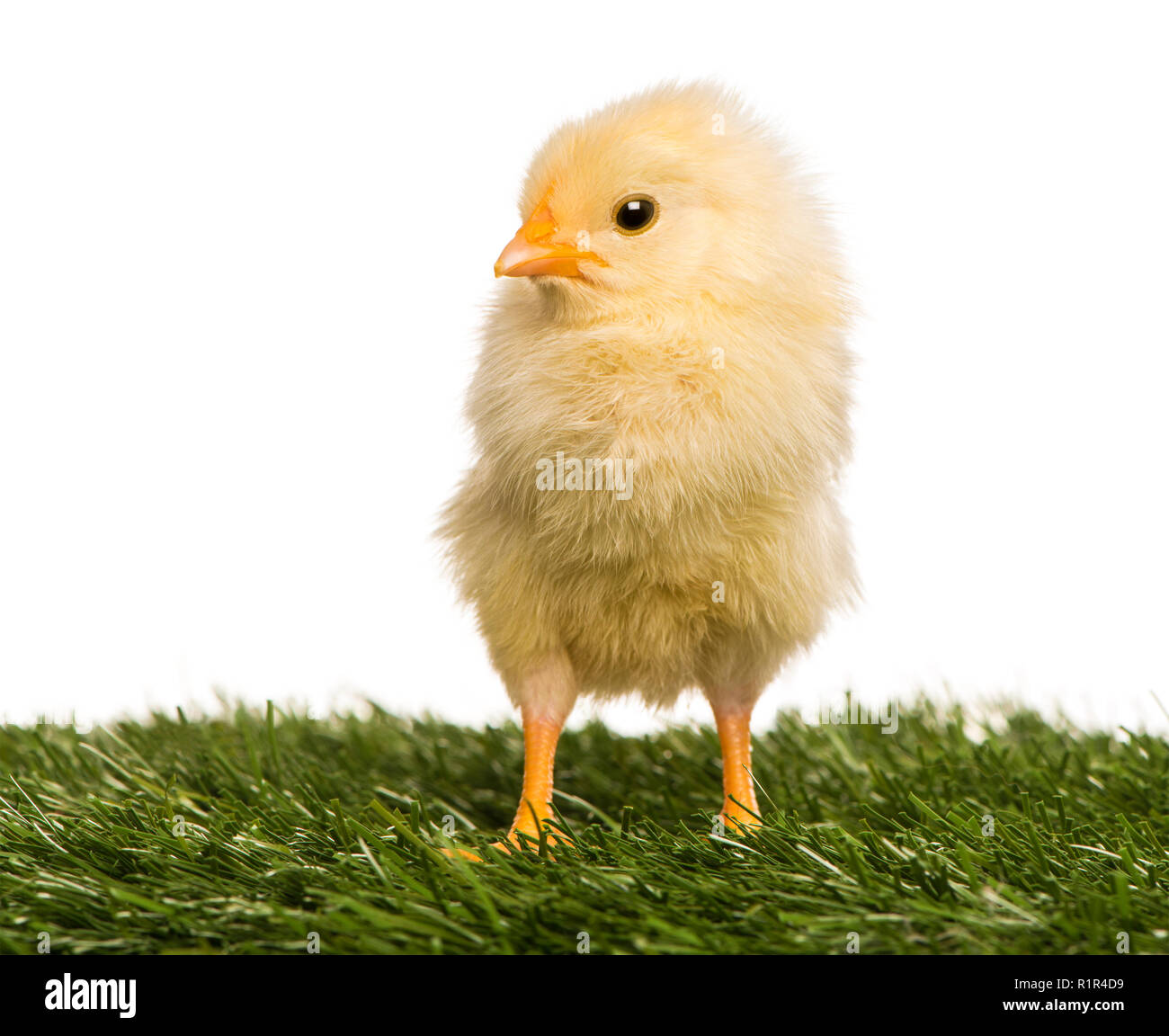 Chick (2 days old) standing in grass Stock Photo