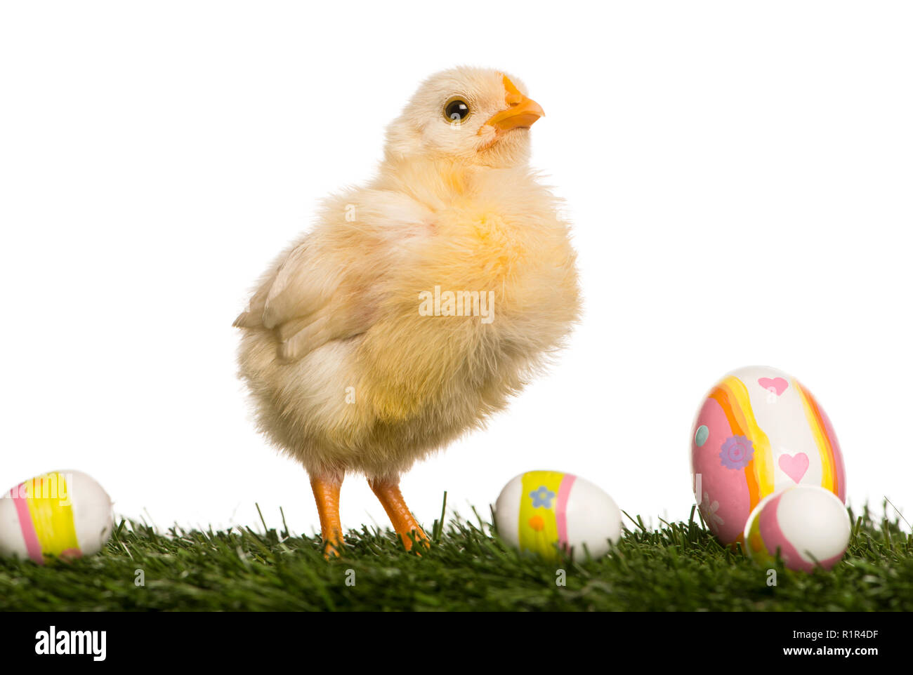 Chick (8 days old) standing in grass with Easter eggs Stock Photo