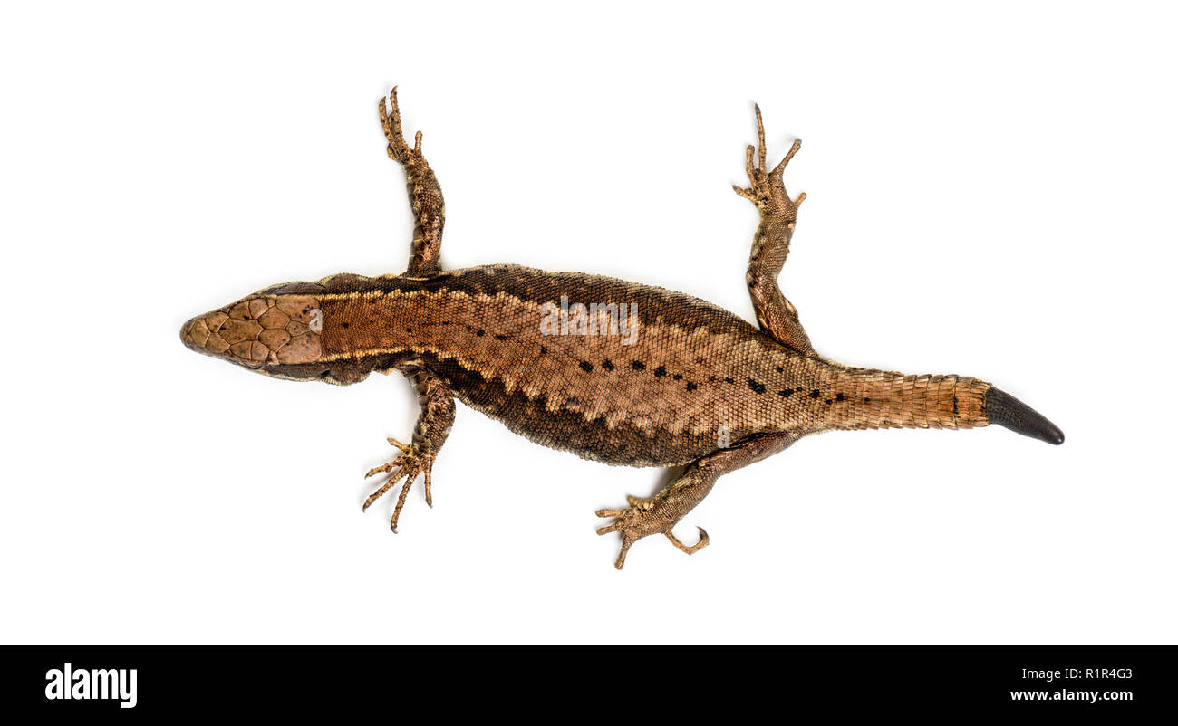 Top view of a Wall lizard with its tail cut Stock Photo