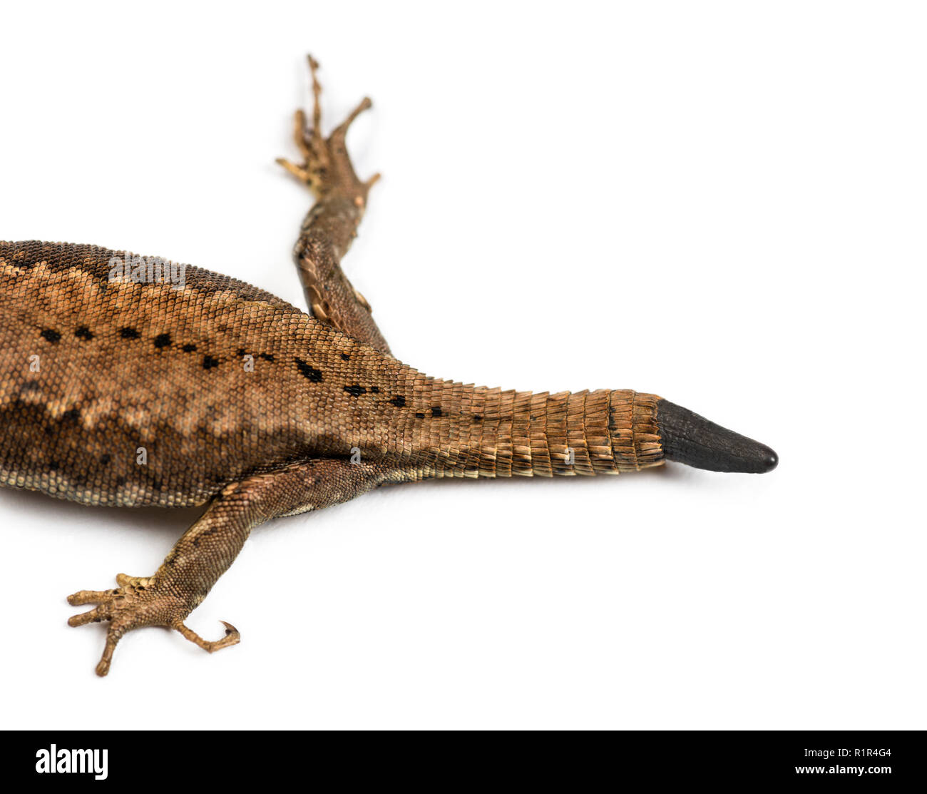 Top view of a Wall lizard with its tail cut Stock Photo