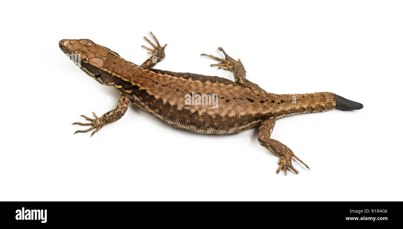 Top view of a Wall lizard with its tail cut Stock Photo