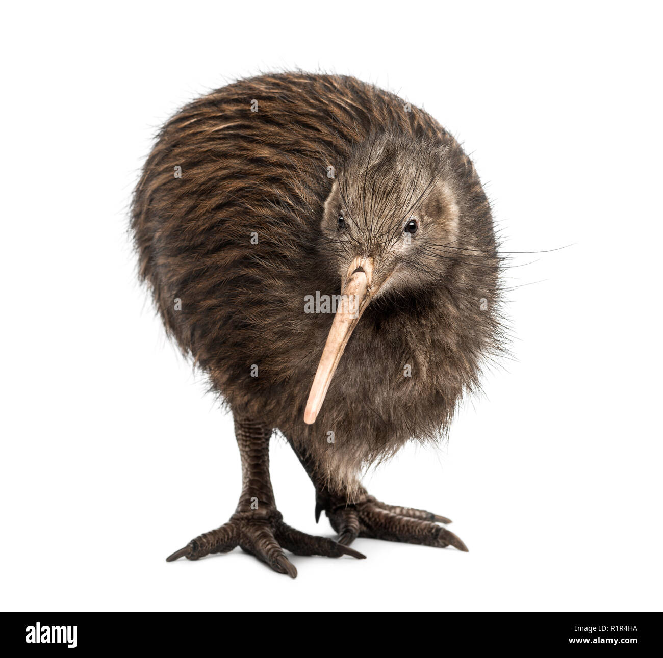 North Island Brown Kiwi, Apteryx mantelli Stock Photo Alamy