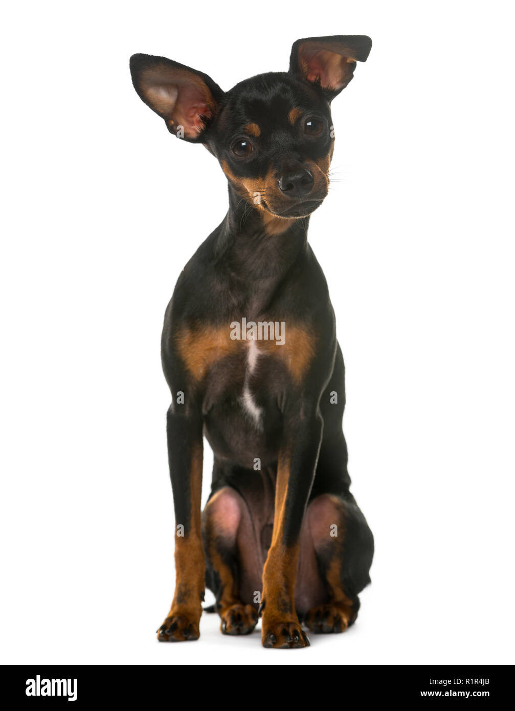 Miniature Pinscher sitting in front of a white background Stock Photo ...