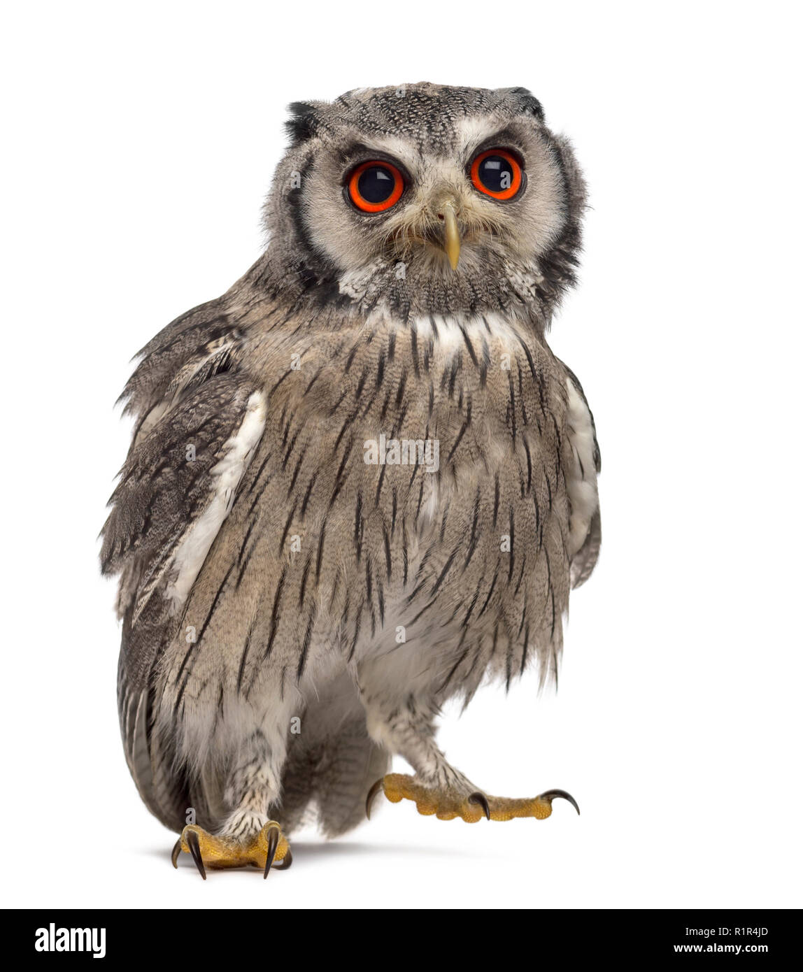 Northern white-faced owl - Ptilopsis leucotis (1 year old) in front of a white background Stock Photo