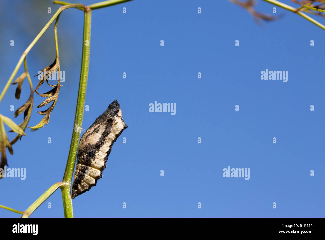 Swallowtaill pupa Stock Photo