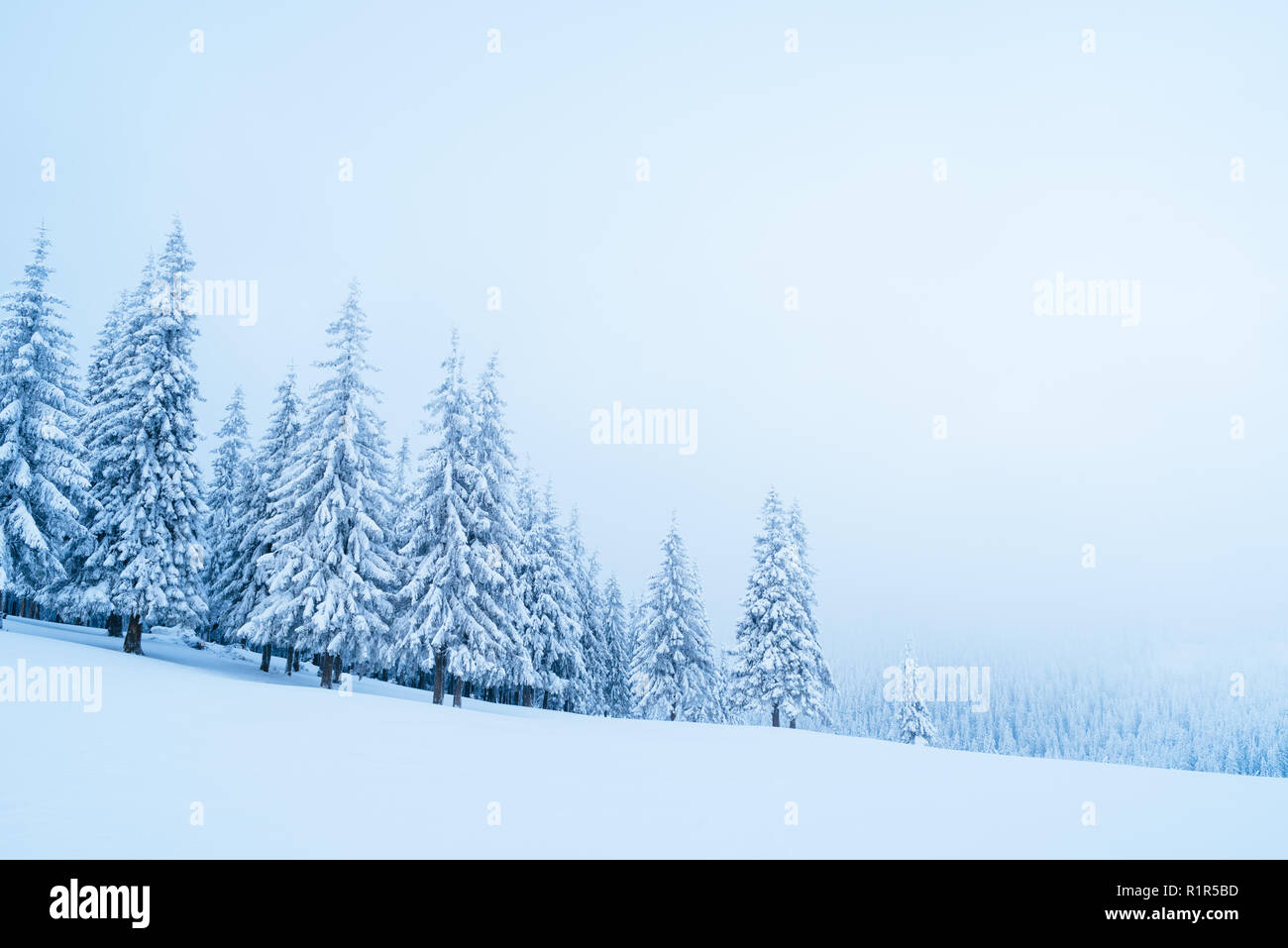 Winter landscape with fir trees in the snow. Fog in the mountains Stock ...