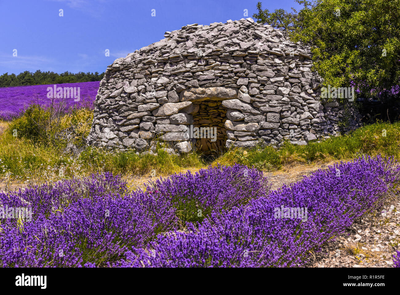 close-up of stone hut in the Provence, lavender field of Ferrassières, France Stock Photo