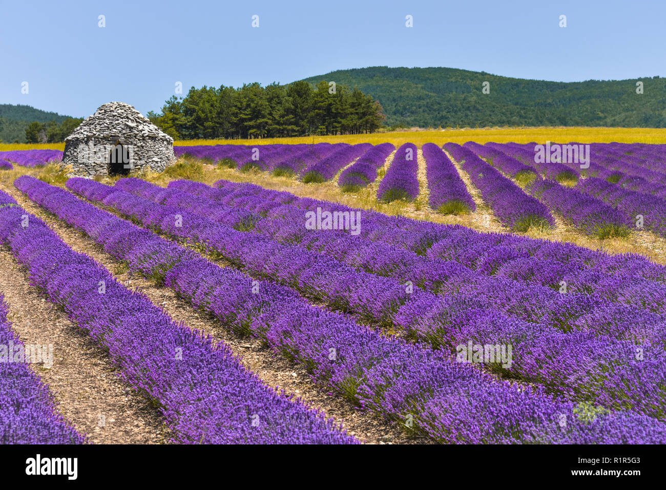 lavender field with Borie, Ferrassières, Provence, France Stock Photo