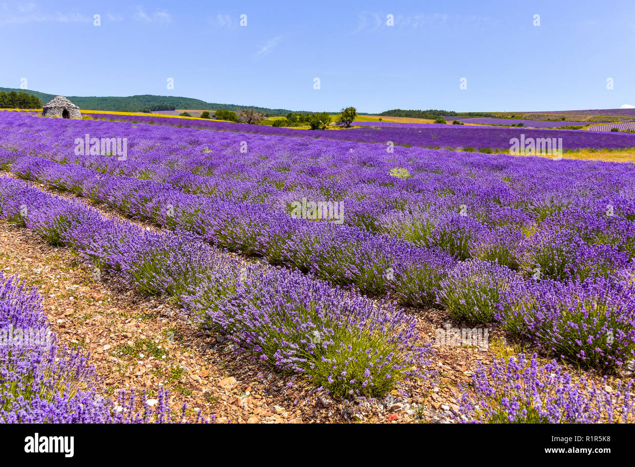 blooming lavender fields of the Provence, France, Bories stone cottages of village Ferrassières Stock Photo