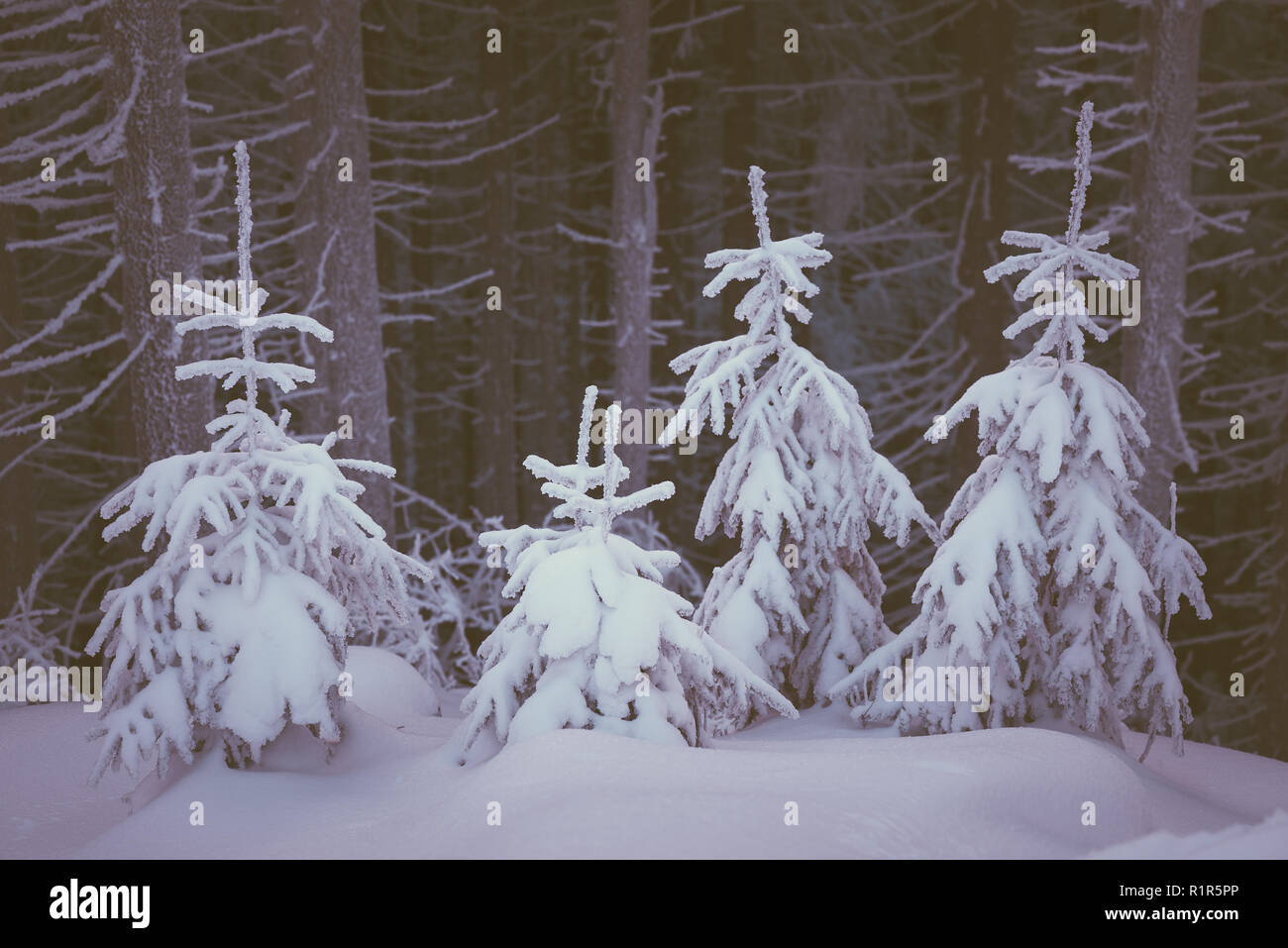 Winter landscape with snow covered fir trees in the mountain forest ...