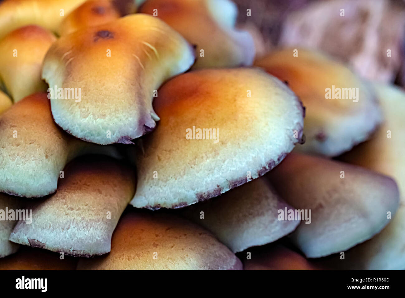 Orange inedible poisonous mushrooms in the forest. Close up view Stock Photo