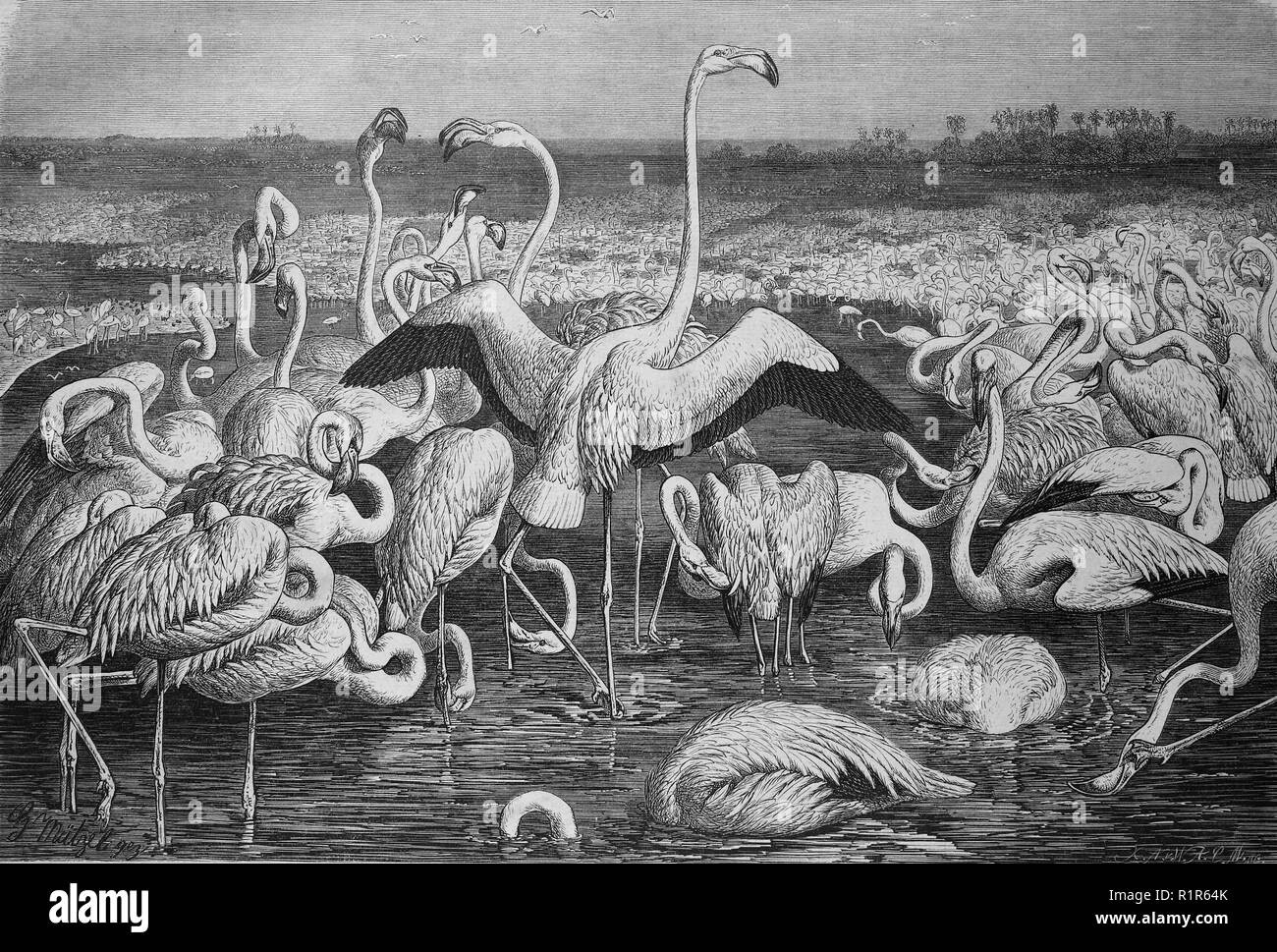 Digital improved reproduction, Flamingos or flamingoes, a type of wading bird in the family Phoenicopteridae, original print from the year 1880 Stock Photo