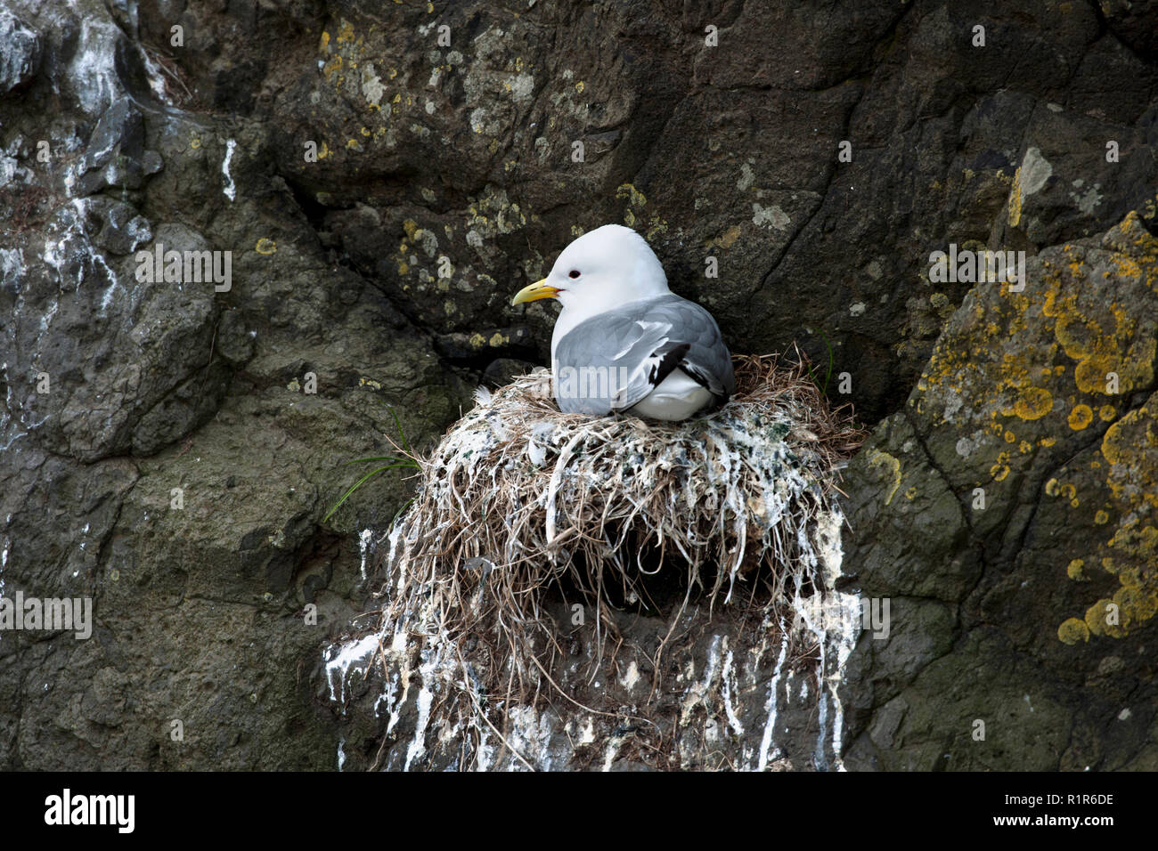 Seagull in nest on Mykines, Faroe Islands Stock Photo - Alamy