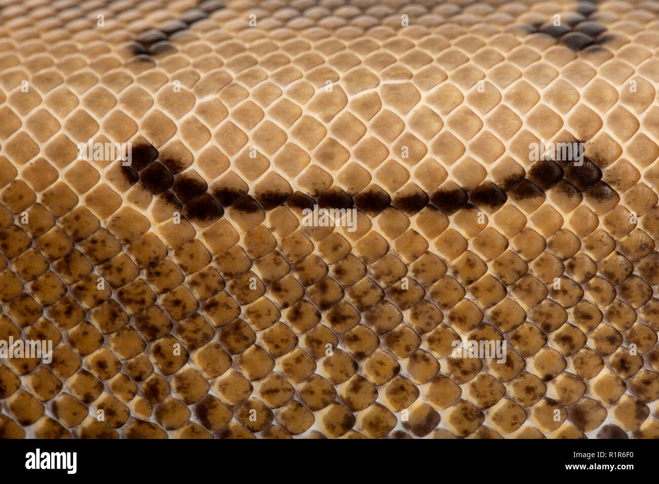 Python skin hi-res stock photography and images - Alamy