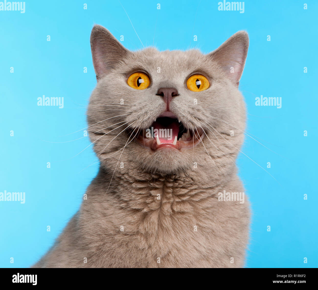 British Shorthair cat, 2 years old, in front of blue background Stock Photo