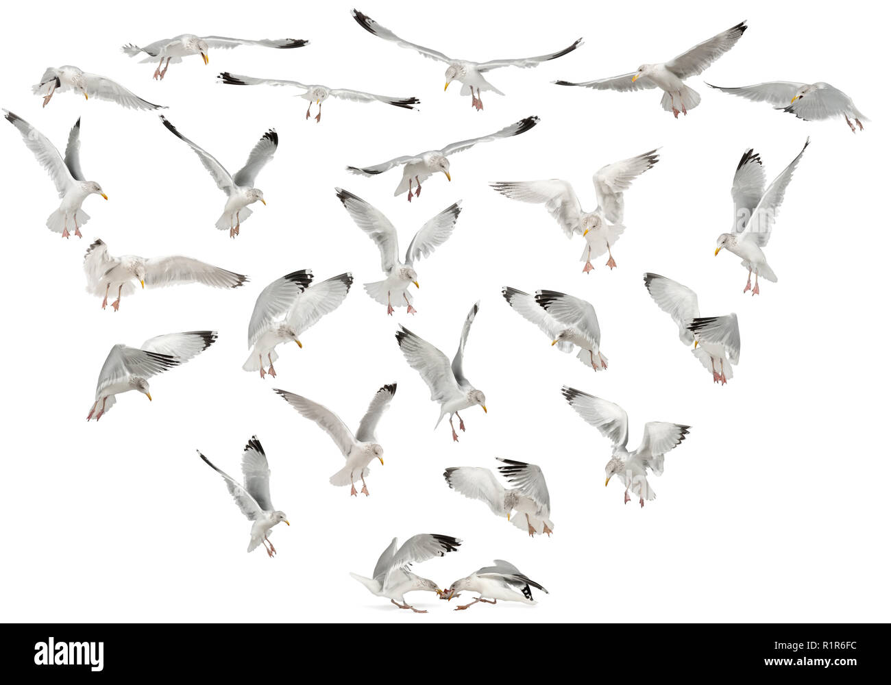European Herring Gulls, Larus argentatus, 4 years old, flying against white background Stock Photo