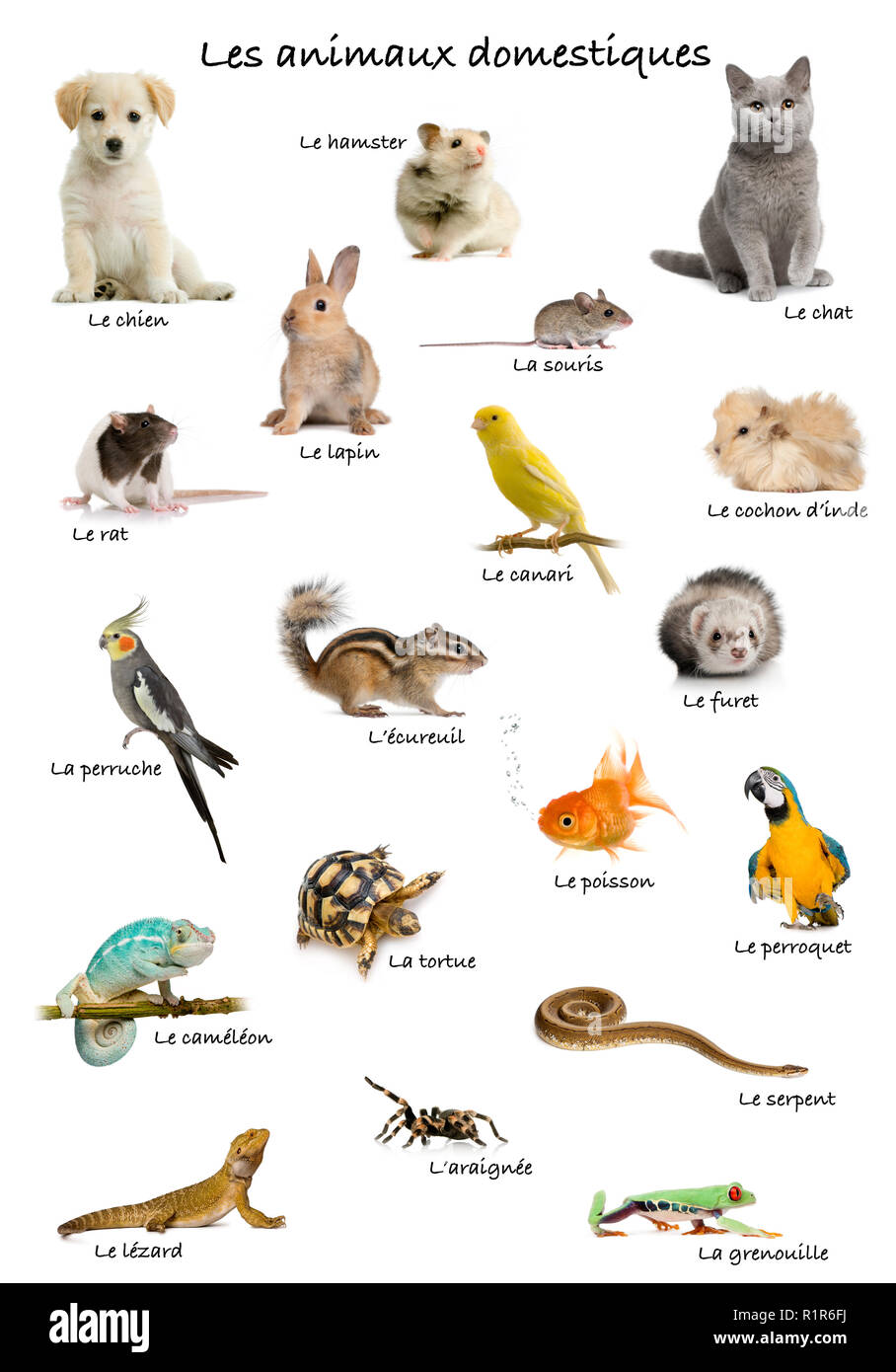 Collage of pets and animals in French in front of white background, studio shot Stock Photo